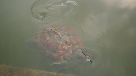 ortoises en agua sming en el borde