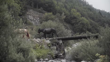 handheld shot of horses walking on bridge in countryside