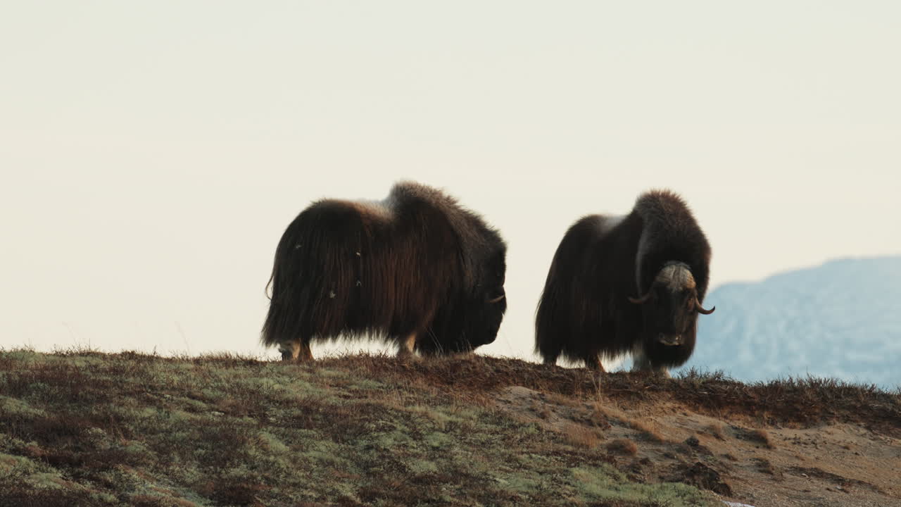 Musk oxen bull rivals in head to head challenge in Dovrefjell sunset; static