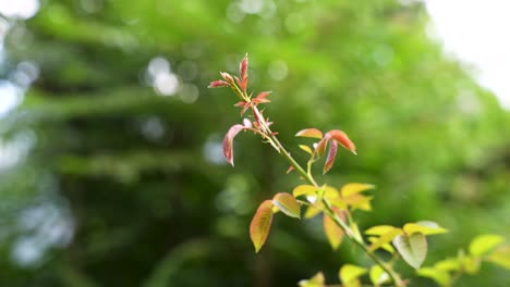 Una-Toma-Macro-Cinematográfica-De-Hermosas-Espinas-Diminutas-En-El-Tallo-Verde-Fresco-De-Una-Planta-De-Rosas-En-El-Jardín-De-La-Terraza-De-La-Casa-Con-Las-Hojas