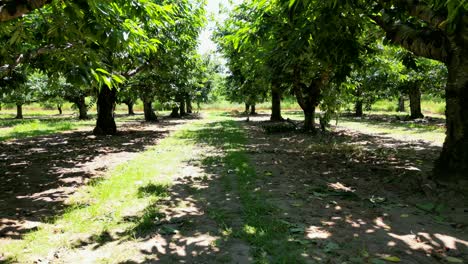 Between-row-aisle-of-many-cherry-trees-in-orchard-summer,-Niagara,-Canada