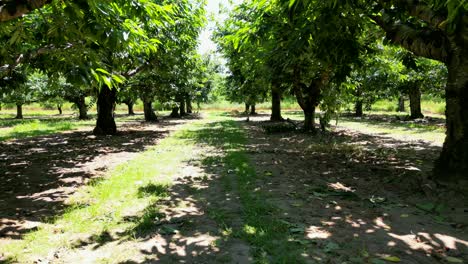 between row aisle of many cherry trees in orchard summer, niagara, canada