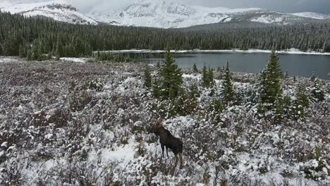 a spectacular 4k drone shot of a lone bull moose trekking next to a secluded lake in the middle of the winter with maroon bells in the distance, near aspen and snowmass, colorado, usa