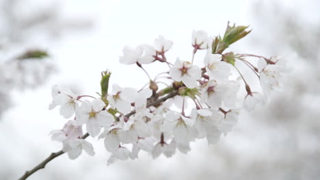 close up of white japanese cherry sakura blossoming petals on a branch