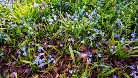 Hermosa-Scilla-Azul-Que-Crece-Alrededor-De-Un-Pequeño-árbol-En-Un-Cementerio