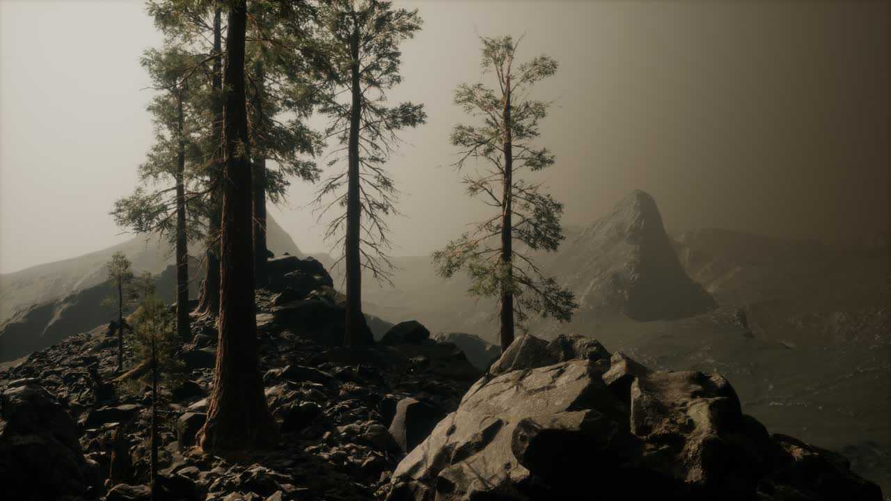 árboles en la niebla en las montañas