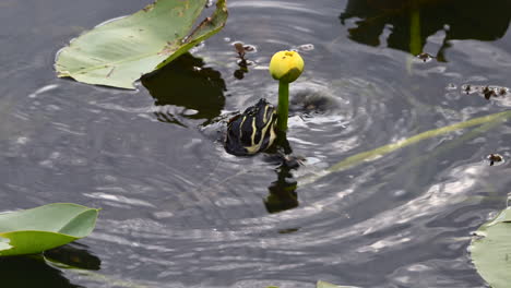 Florida-red-bellied-cooter-or-Florida-redbelly-turtle-bud-,-Everglades,-Florida