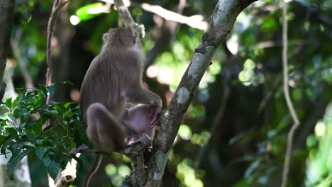 Der-Nördliche-Schweinsschwanzmakak-Ist-Ein-Primat,-Der-Häufig-Im-Nationalpark-Khao-Yai-Vorkommt,-Obwohl-Es-Sich-Um-Eine-Gefährdete-Art-Handelt