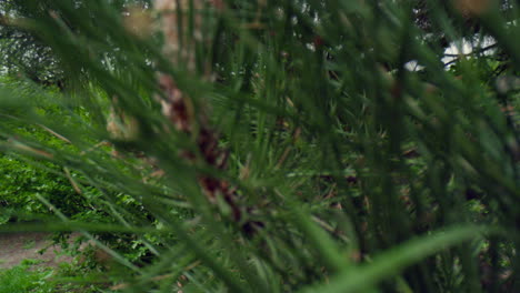 Spruce-needles-in-closeup-view-against-green-trees.-Pine-tree-growing-in-park.