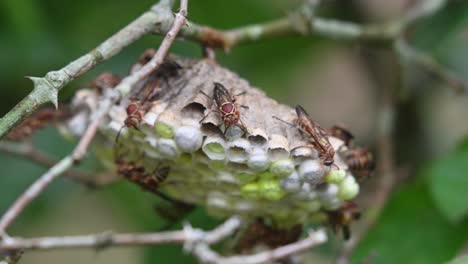 paper wasps building their nests on a small bare branch