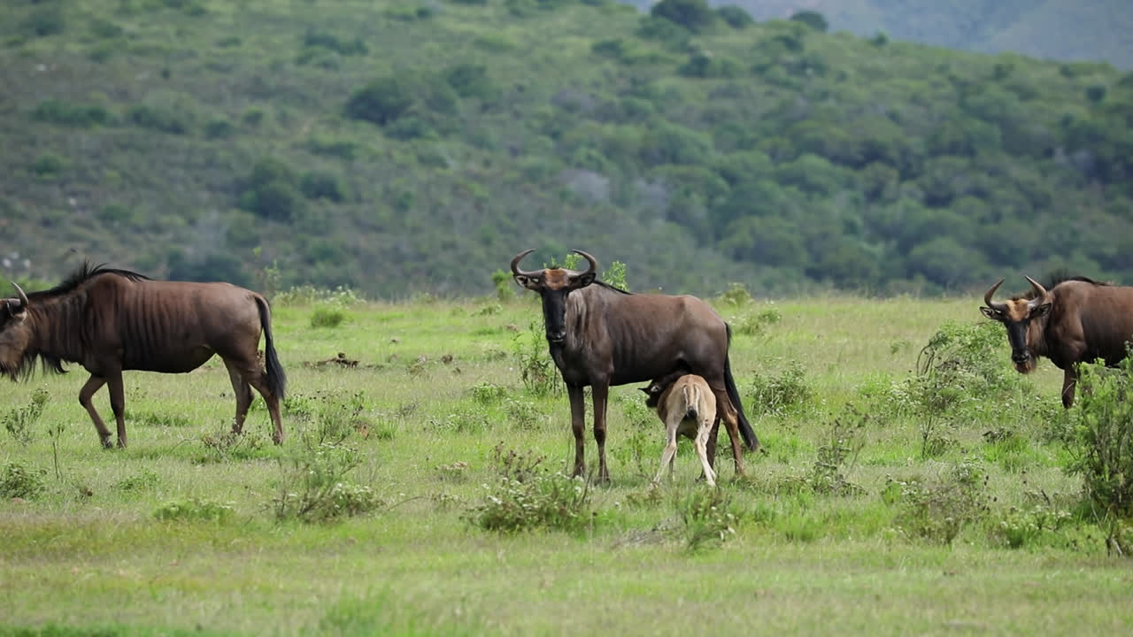 Thirsty blue Wildebeest calf drinking milk from its mom in field, telephoto