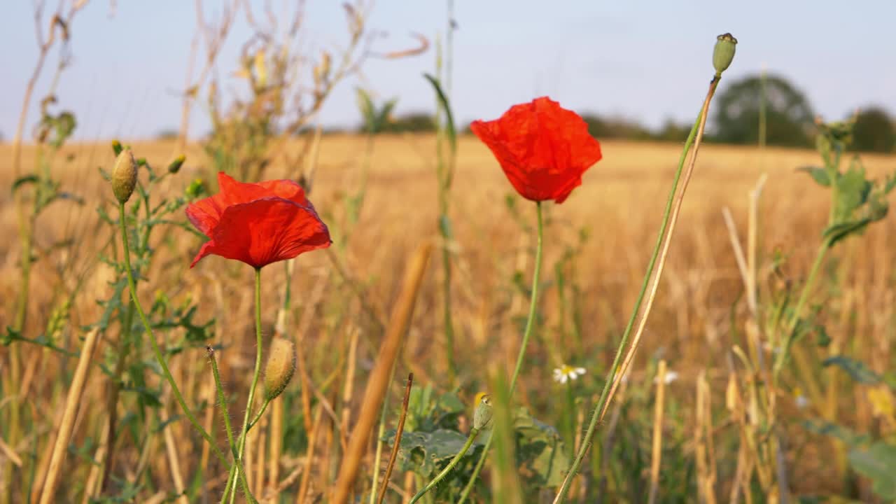 Poppies growing wild in golden wheat field close up shot