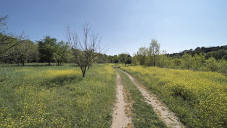 Camino-En-Un-Campo-Con-Flores-Amarillas-Y-árboles-Al-Sur-De-Francia.