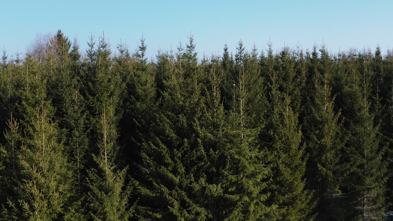 Ascending drone shot from a dense evergreen forest with fir trees. Clean environment in countryside.