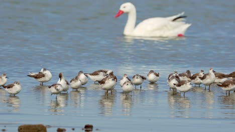grupo de falaropes de wilson en aguas poco profundas con un cisne nadando detrás