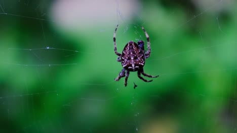 garden cross spider feasting on its prey, close up, blurred background, macro closeup view, araneus diadematus