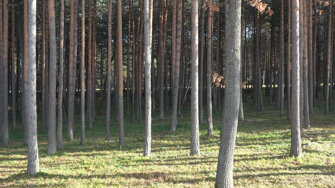 A tall pine woodland with evenly spaced trunks rising above a grassy floor, sunlight casting soft shadows while a distant road with passing cars appears faintly through the trees in the background
