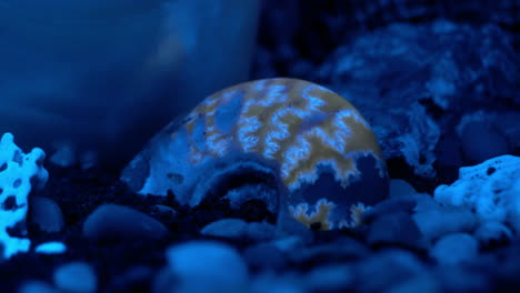 A-fossil-Ammonite-fluoresces-under-blue-light,-due-to-the-presence-of-calcite-in-the-fossil