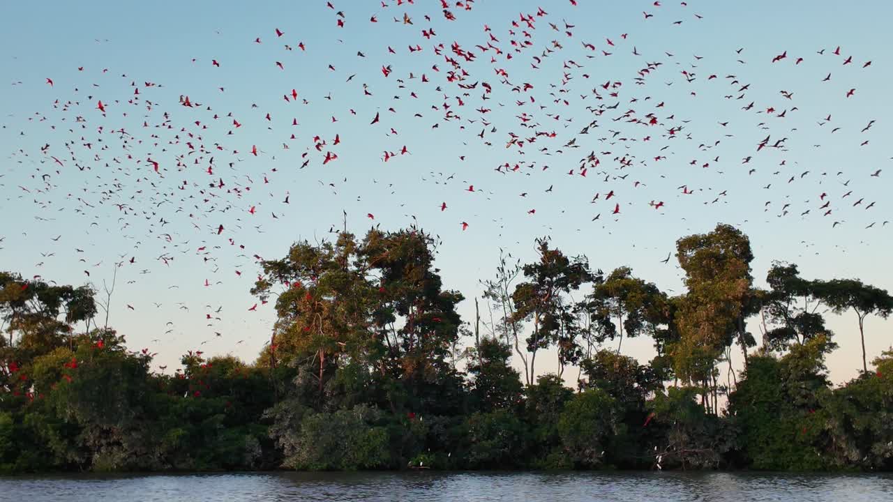 Fock Of The Scarlet Ibis At Parnaiba In Piaui Brazil. Seabirds Riverside. Wildlife Landscape. Piaui Brazil. Parnaiba Delta Phenomenon. Fock Of The Scarlet Ibis At Parnaiba In Piaui