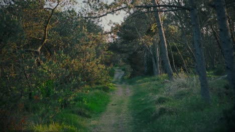 abundant greenery of jutland jungles denmark