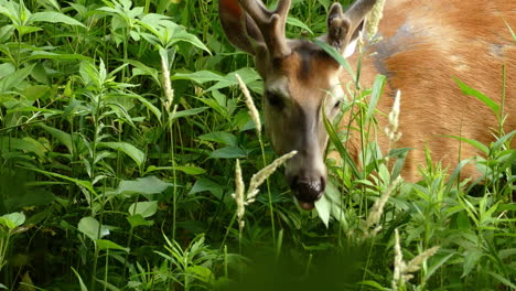 荒野の緑の葉を放牧するノロジカ