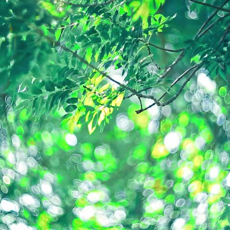 sol bajo el árbol