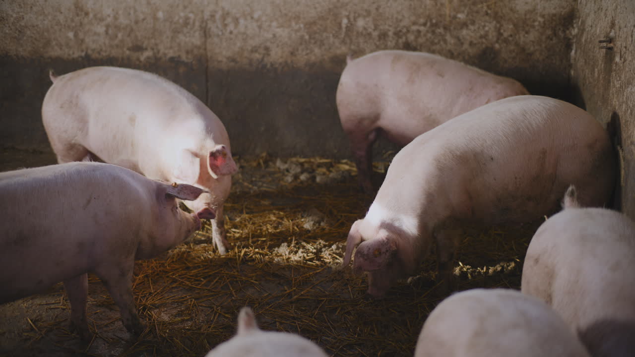 농장 창고에 있는 돼지