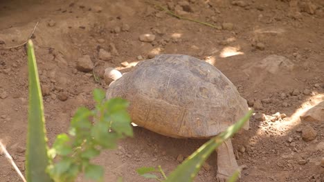 Alte-Schildkröte,-Die-Langsam-Herumläuft