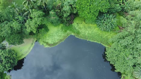 Aerial-view-shot-of-vast-green-forest