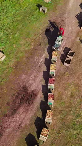 senior caucasian man picks red apples from a tree. farmer picks few fruit and shows them to camera. vertical video