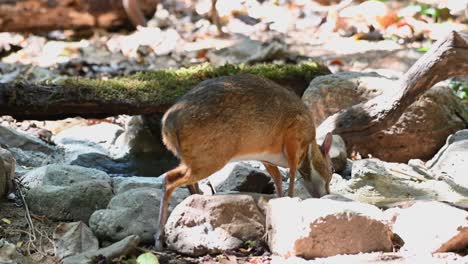 Lesser-Mouse-deer,-Tragulus-kanchil