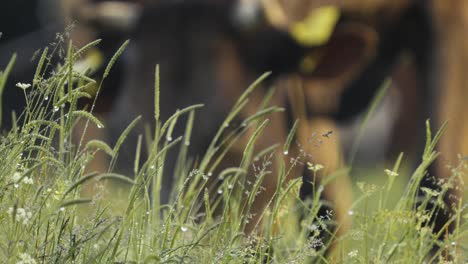 close-up of grass covered with dew drops and a cow grazing in the blurry background