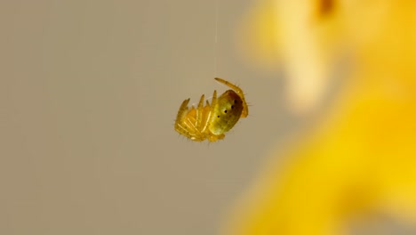 araña de vista macro durmiendo colgando en su bucle de hilo web 4k