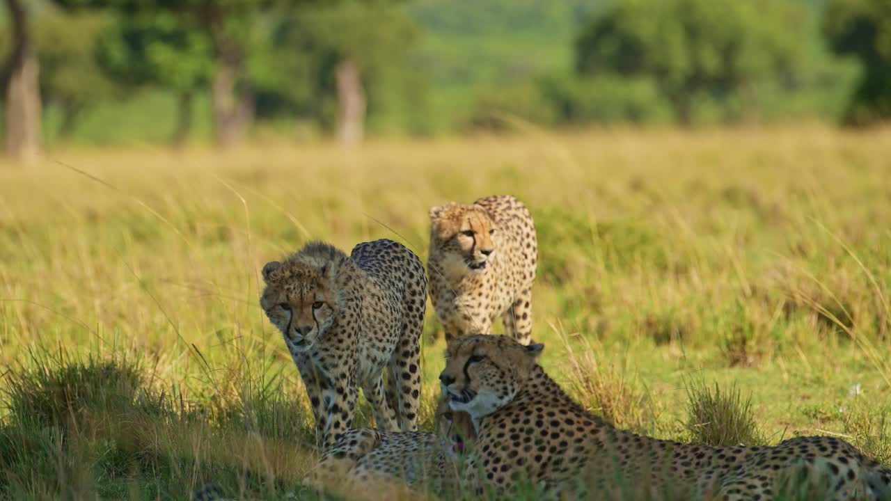 movimiento lento de la familia de guepardo de la madre y los cachorros descansando en la sombra en clima caluroso en un día soleado en áfrica, animales de safari de vida silvestre africana en masai mara, kenia en la sabana de hierba larga