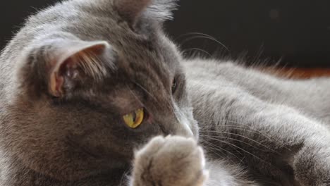 el gato azul ruso mira al medio maravillosamente