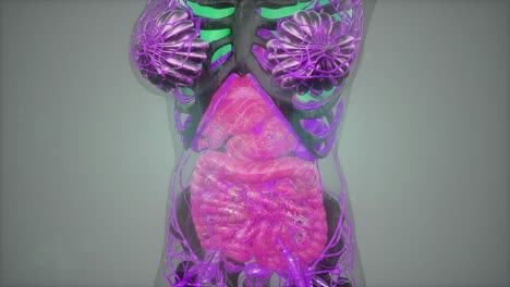 exploración de tomografía anatómica del cuerpo humano