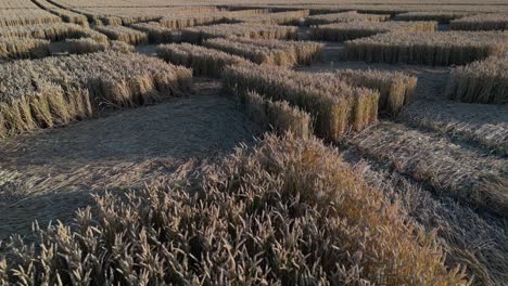 crop circle pattern by ripe cereals in the field of micheldever station in uk