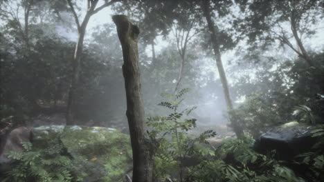 misty forest scene