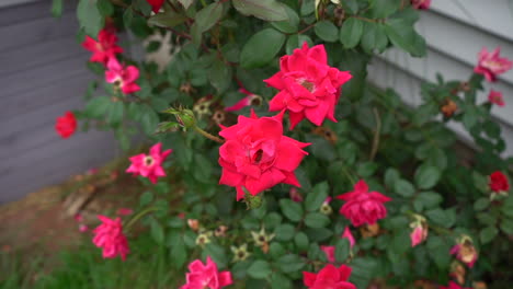 close view of the romantic red flower on the house wall