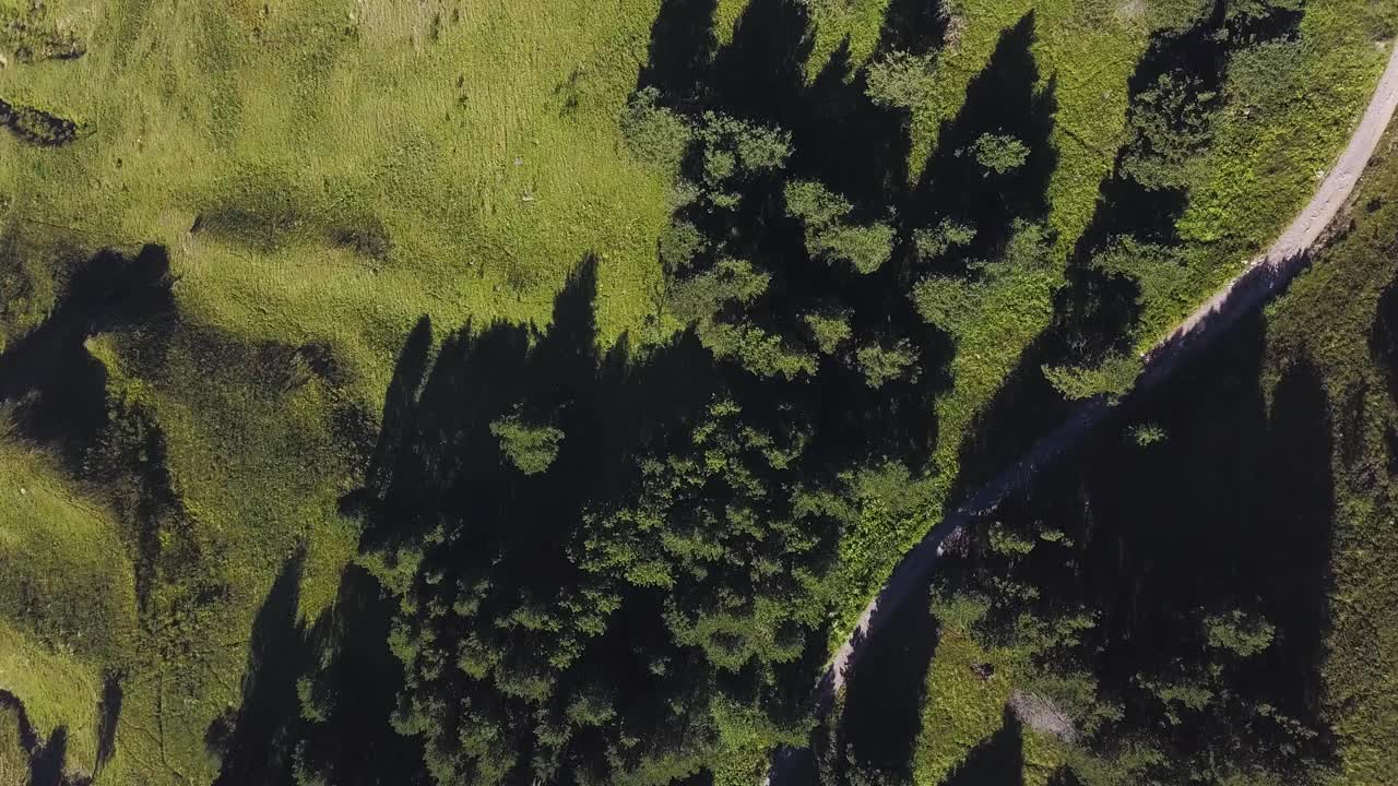 숲과 경로의 공중 사진