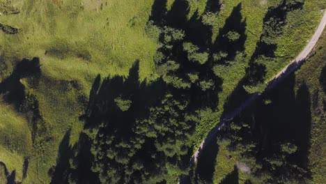 vista aérea del bosque y del sendero