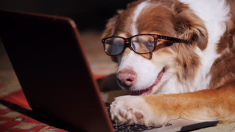 dog in glasses slumbers near an open laptop 04