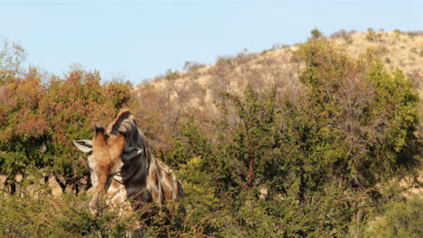 Jirafa-Pastando-Las-Copas-De-Los-árboles