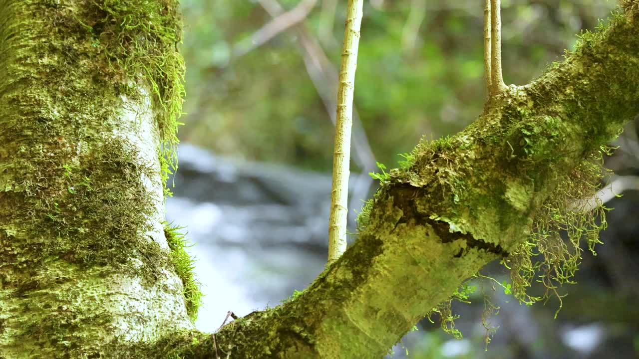 Close-up of a mossy branch in Dorrigo, NSW, with soft natural lighting and a serene forest backdrop