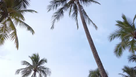 vista de palmeras de coco contra el cielo cerca de la playa en la isla tropical con luz solar a través