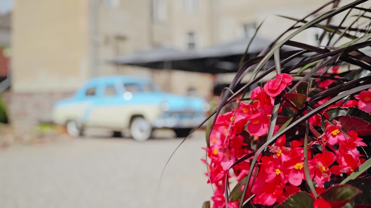 Colorful summer composition with red flowers and blurred vintage car