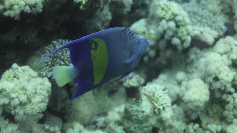 arabian angle fish in the coral reef of the red sea of egypt