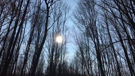 walking on a forest road with the sun up in the sky and the sunlight getting through the tree branches on early spring season