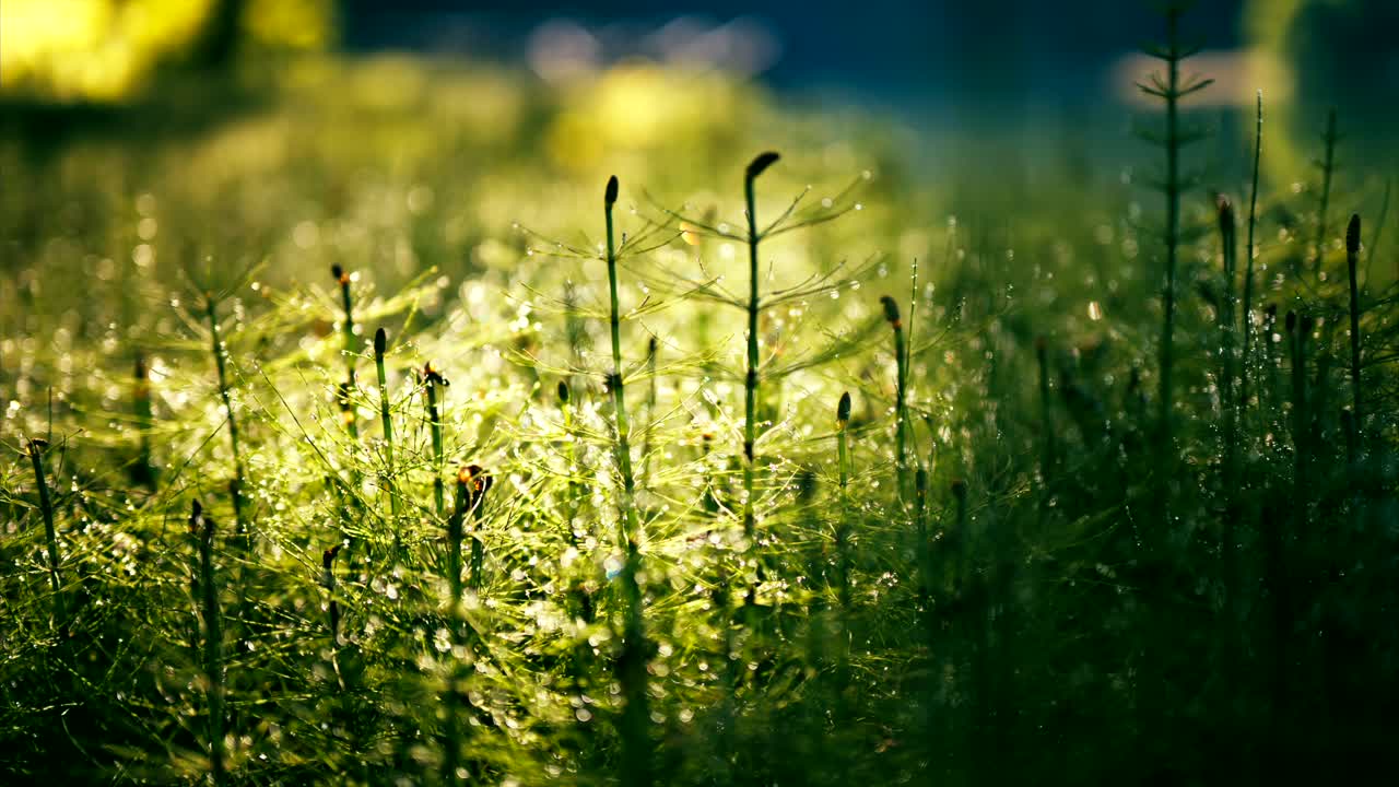 빛 에 반이는 이슬 으로 인 풀 의 근접적 인 모습