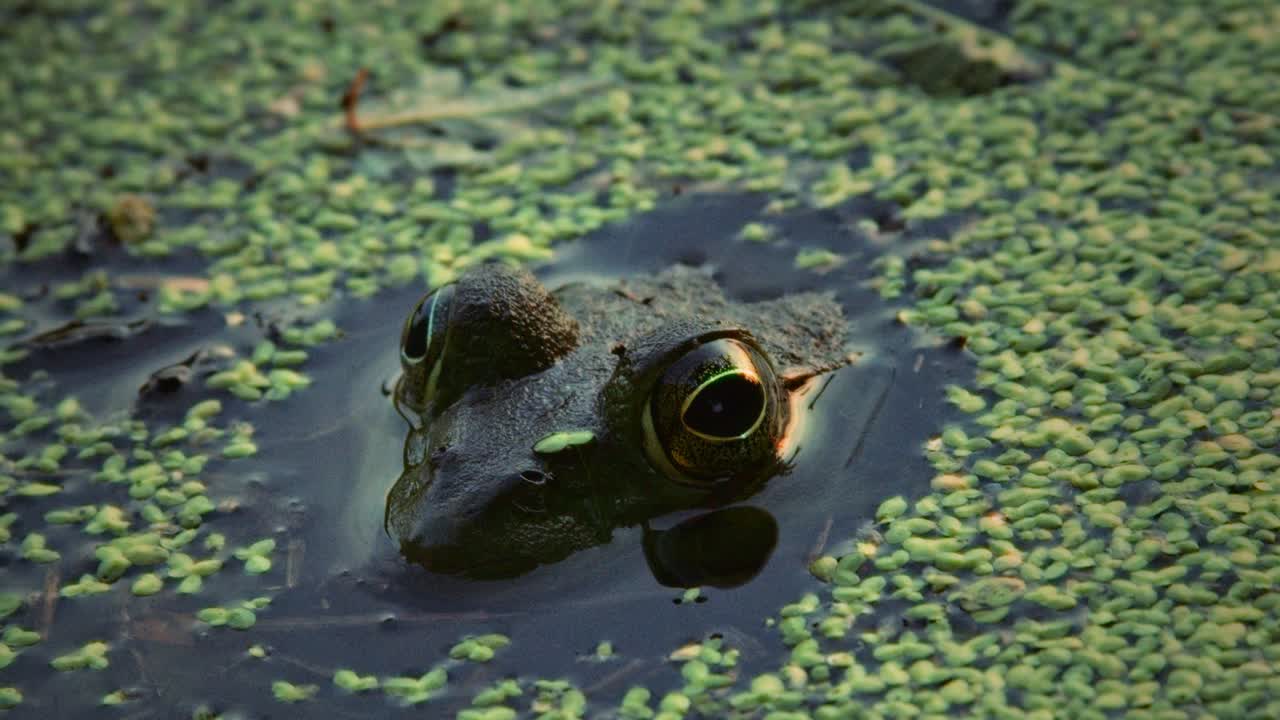 A frog lurks in a reservoir sanctuary, its eyes above water amid duckweed. Tiny insects crawl over the green plants, creating a lively scene in this tranquil wildlife habitat